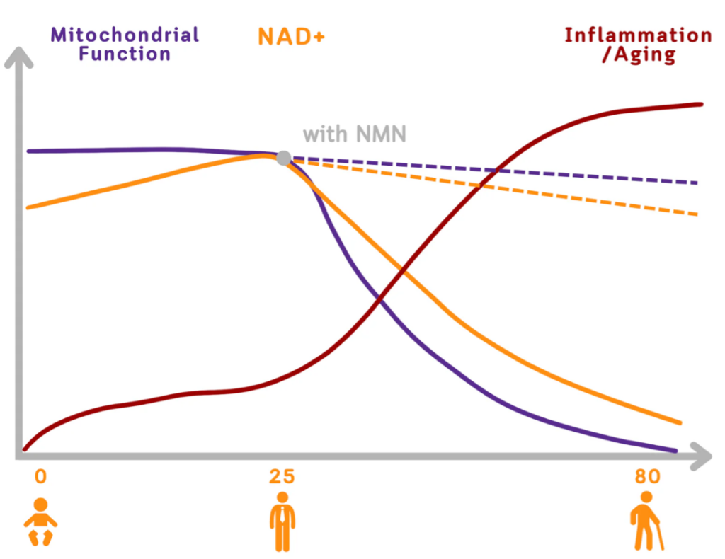 NMN Infografik
